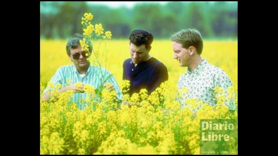 Aceite de cánola, un buen aliado del corazón