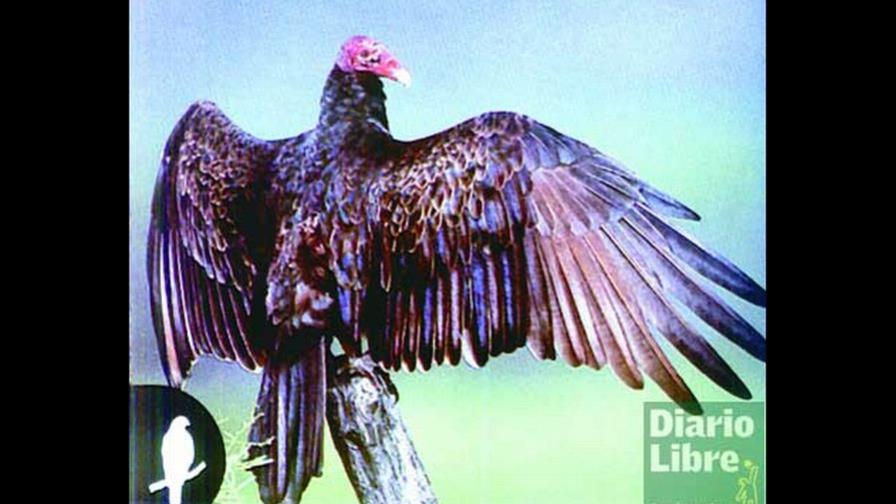 Los buitres cumplen importante labor ecológica