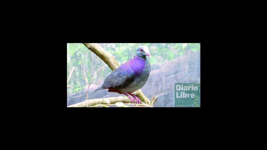 Descubierta paloma endémica de nuestra isla