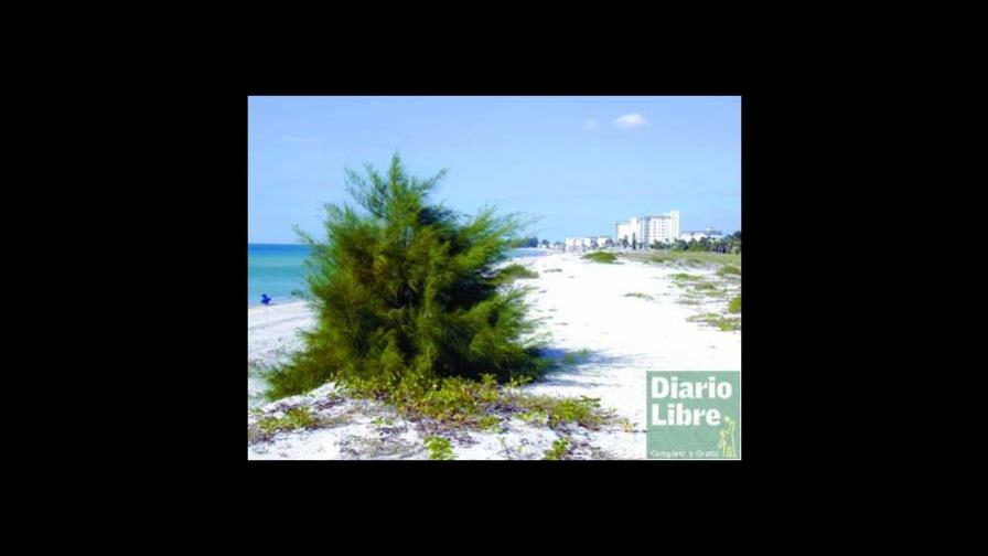 El pino australiano: enemigo del turismo