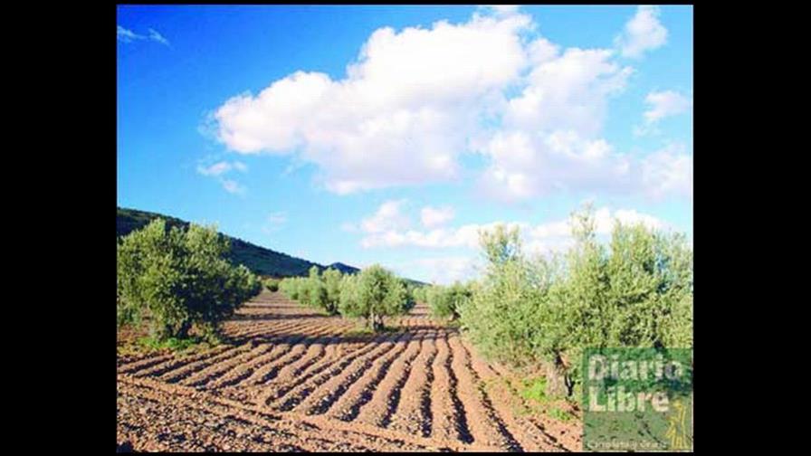 El aceite de oliva, una fiesta de oro líquido