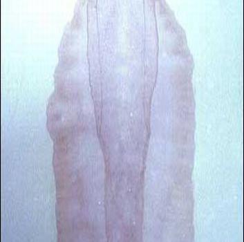 Cientos peregrinan hasta Virgen de Los Girasoles