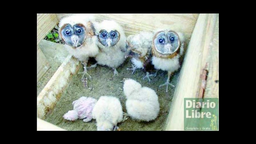 Proyecto dominicano es único en el Continente