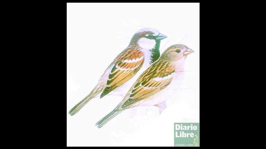 Gorriones ocupan viviendas de golondrinas