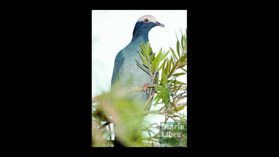 Defensores de la Naturaleza: amores que matan
