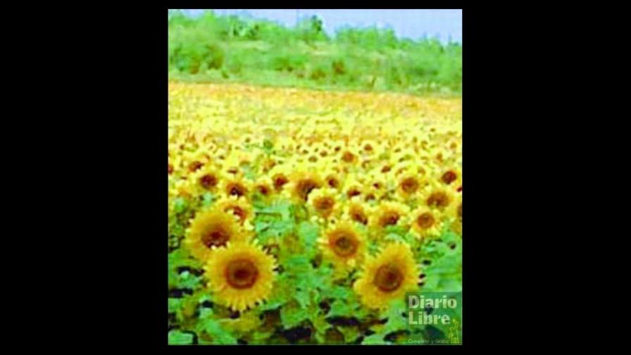 Las bondades de los aceites de semillas oleaginosas