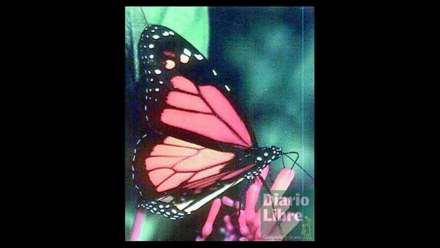 Para que vuelvan las mariposas