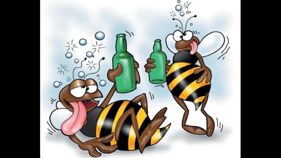 Las abejas se emborrachan como los humanos