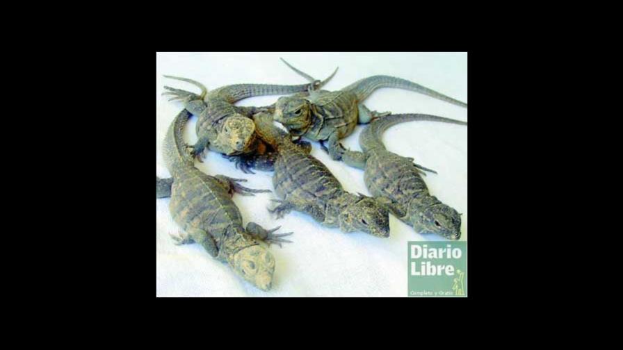 Nacen iguanas endémicas en Zoológico Nacen iguanas endémicas en Zoológico