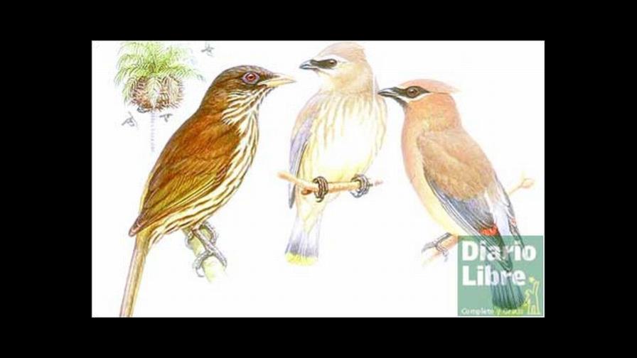 El misterio de la cigua palmera, el ave nacional El misterio de la cigua palmera, el ave nacional