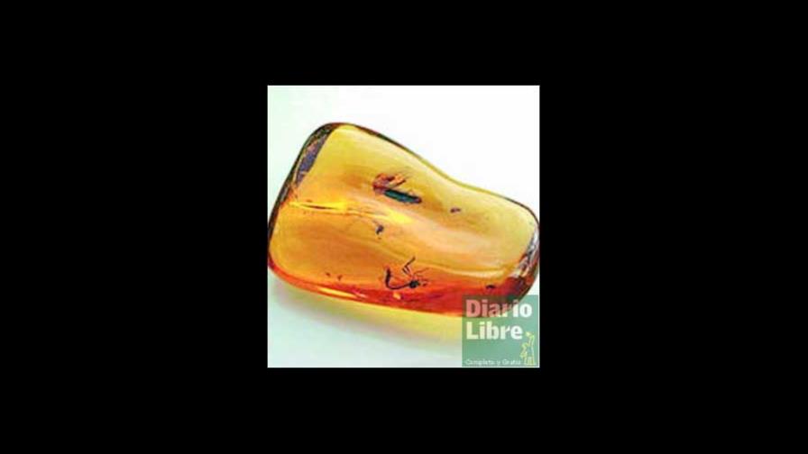 Fijan edad araña prehistórica RD