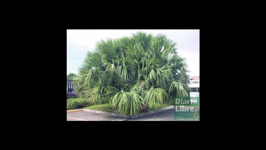 Árboles, áreas protegidas y biodiversidad Árboles, áreas protegidas y biodiversidad