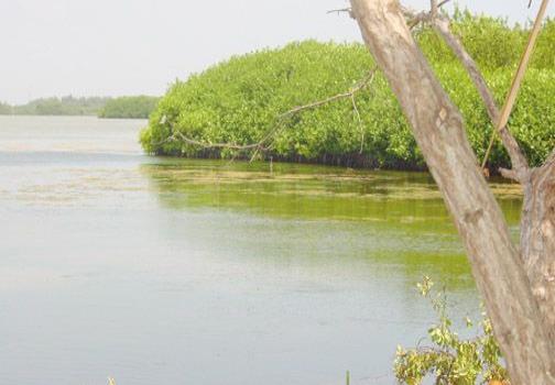 ¡SOS! Laguna Bávaro en extinción