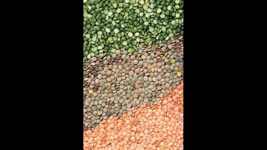 Lentejas (Lens Culinaris Medik)