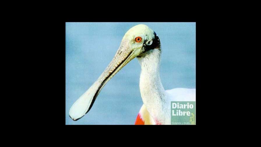 Shell lanza audiovisual Aves Costeras 2005