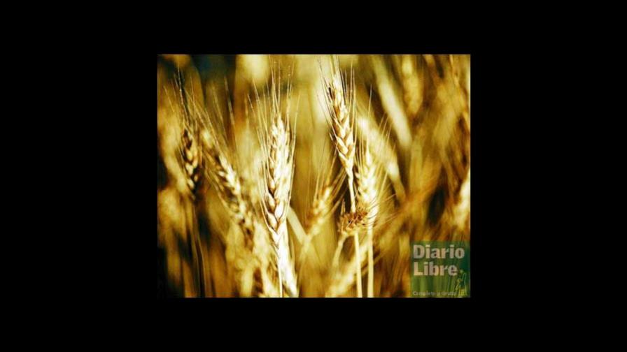 La enfermedad celíaca: los alérgicos al gluten