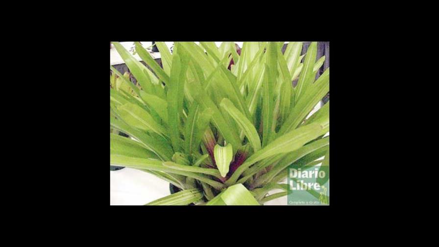 Limoncillo Limoncillo