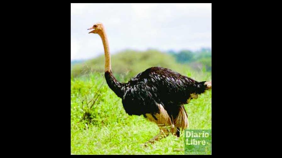 Avestruces no entierran cabeza ante el peligro