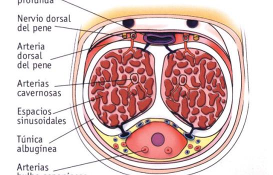 La impotencia un problema de hombres que afecta a las mujeres