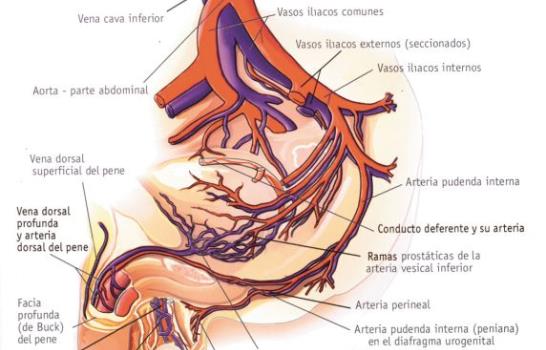 La impotencia un problema de hombres que afecta a las mujeres