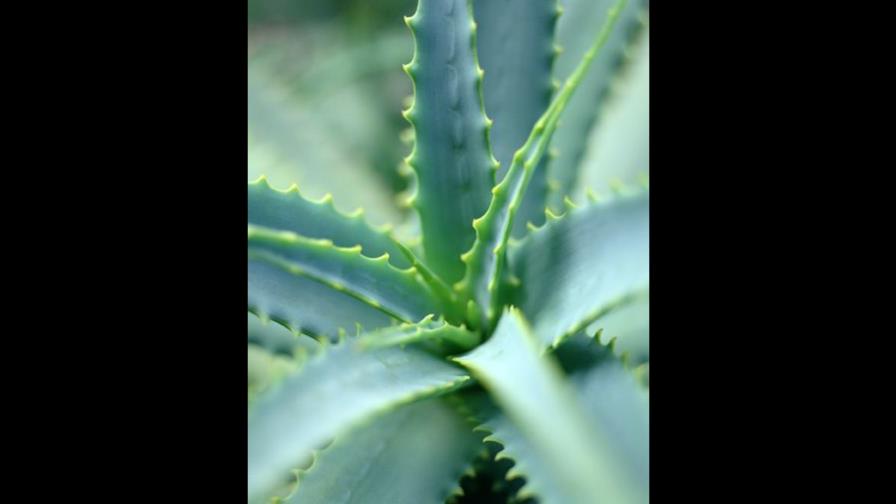 La sábila, una planta milagrosa
