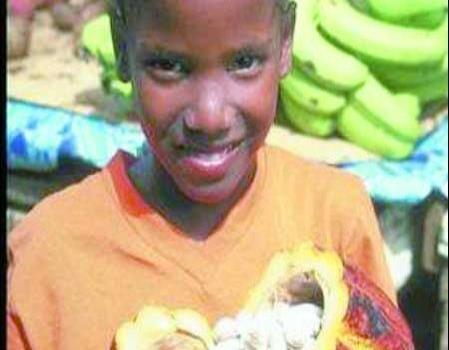 El sendero del cacao