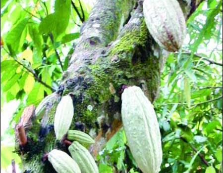 El sendero del cacao