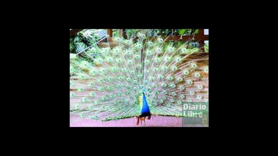 Antropomorfismo puede perjudicar a los animales Antropomorfismo puede perjudicar a los animales