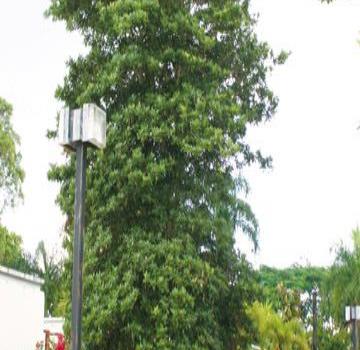 Los árboles tropicales dan el frente a los huracanes.