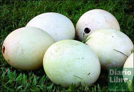 Avestruz Park: vivir una exótica aventura