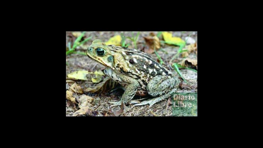 Usos y abusos de los nombres científicos Usos y abusos de los nombres científicos