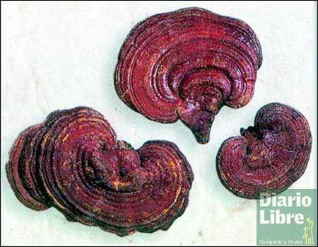 Ganoderma: hongo que renueva mito de vida eterna Ganoderma: hongo que renueva mito de vida eterna