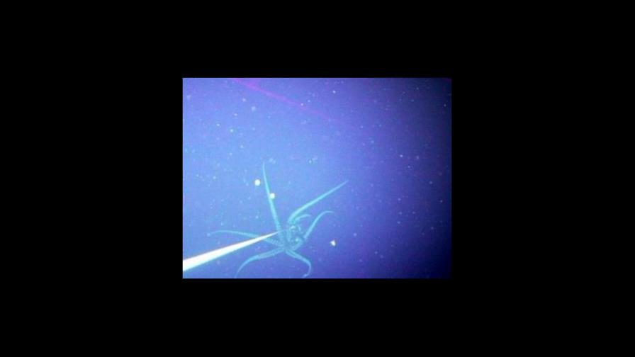 Científicos logran fotografiar un calamar gigante vivo