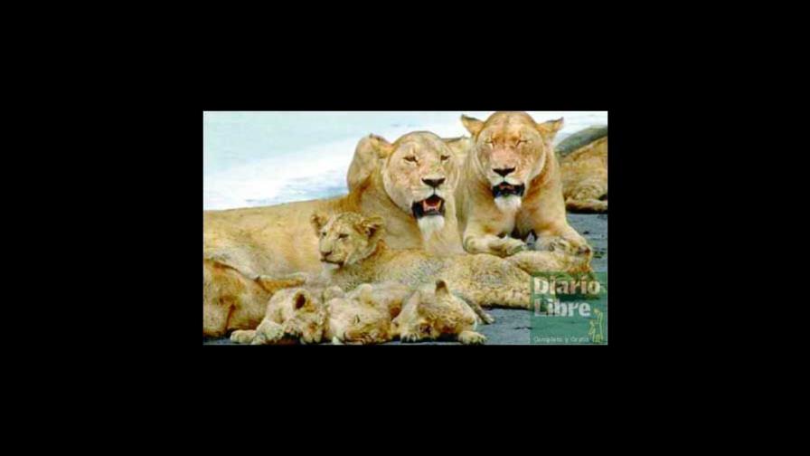 Animales carnívoros, no siempre los más agresivos