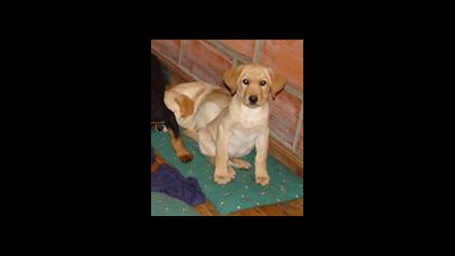 Narcos traficaban heroína en perros a EEUU