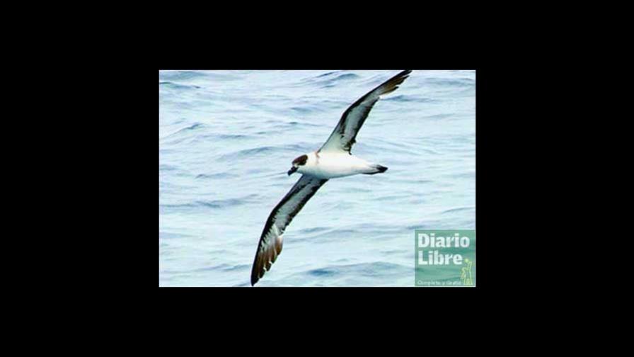 Las aves migratorias desviaron la ruta de Colón