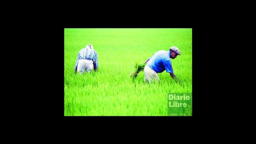 Nueva variedad arroz reduce ciclo cosecha