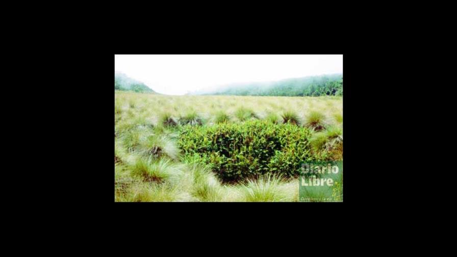 ¿La gota de agua que horada la piedra?