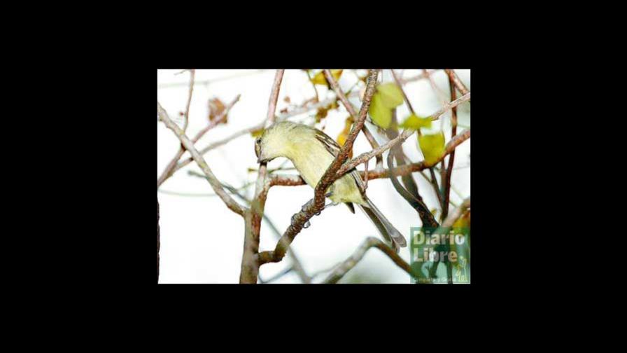 Las áreas protegidas y la falacia del hombre de paja