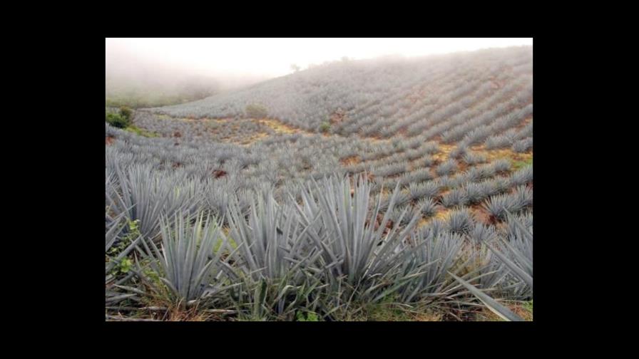 UNESCO declara Patrimonio de Humanidad región productora tequila