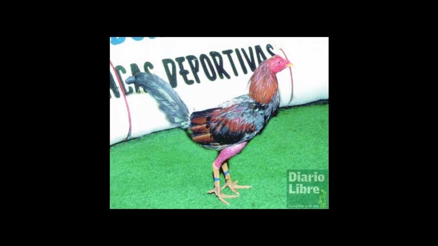 Se cierra la carrera por Gallero del Año