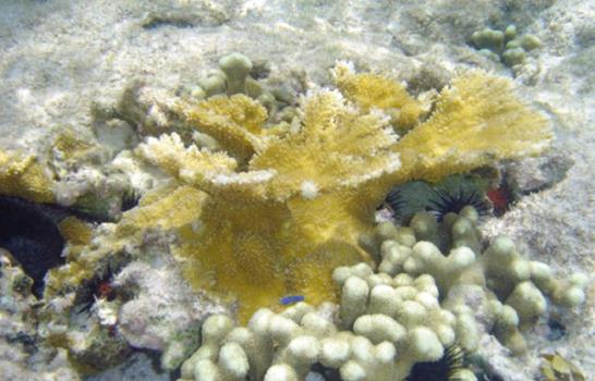 Los huracanes tienen impactos positivos en las costas marinas