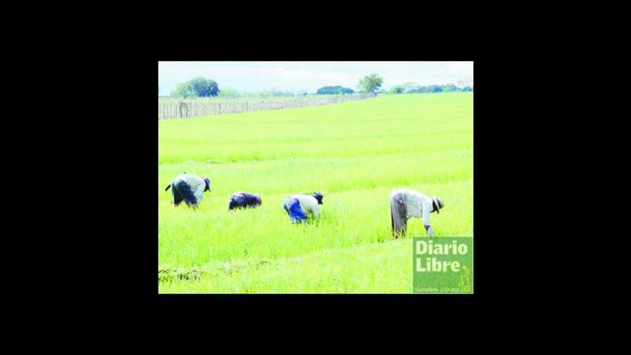Presentarán una nueva tecnología para arroz