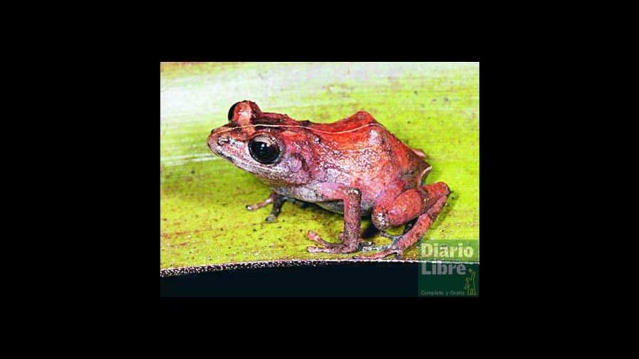 Los sapos, más útiles que los príncipes
