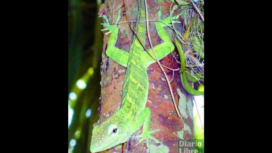 Conservación de especies nativas y endémicas en ambientes urbanos