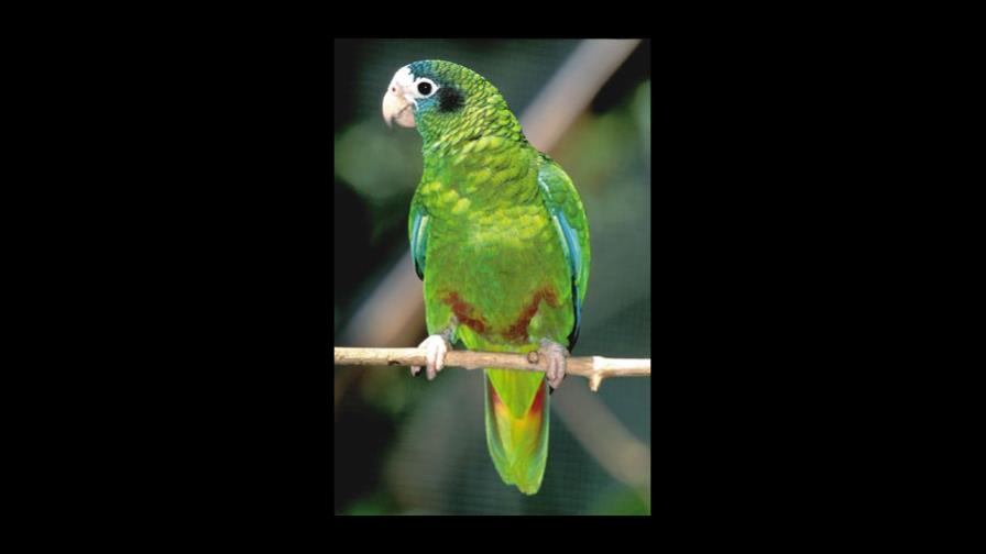 Un festival para las aves del Caribe