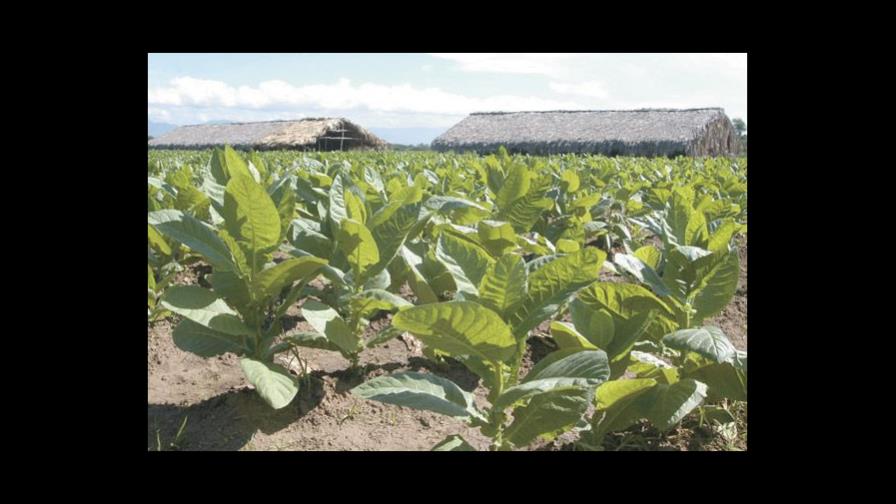 De la hoja del tabaco y otros demonios De la hoja del tabaco y otros demonios
