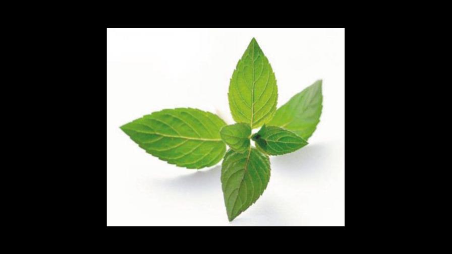 Menta, Mentha Piperita L.