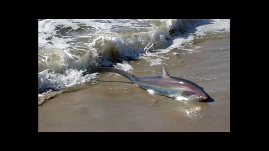 Tiburón enfermo muere en playa de Nueva York