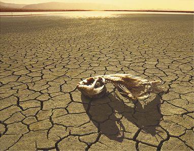 Estado de los recursos naturales en el Gran Caribe